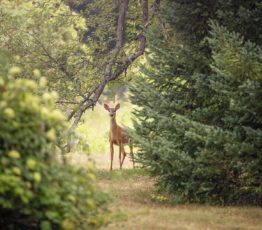 La chasse durable au défi d’écologies plurielles