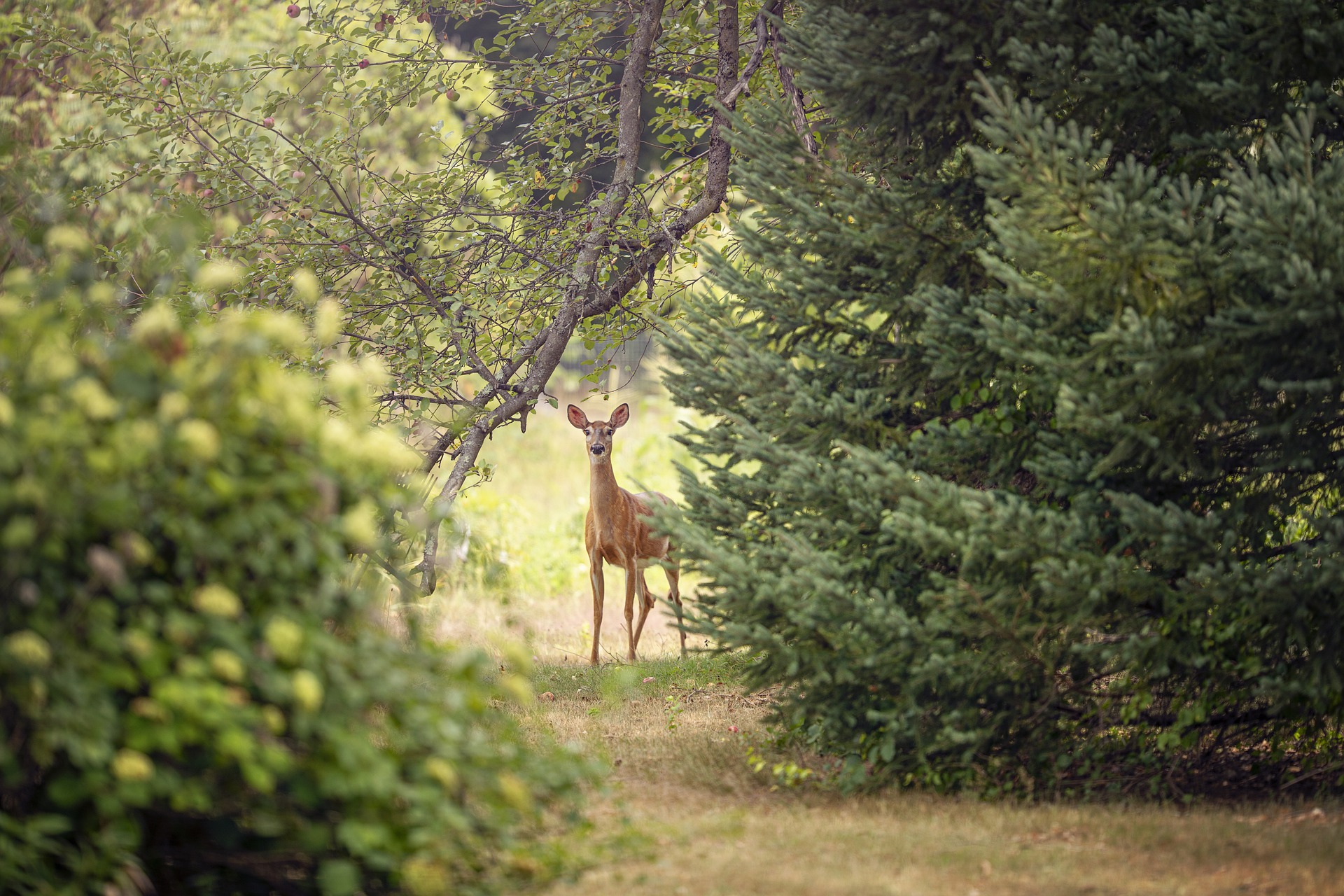 La chasse durable au défi d’écologies plurielles