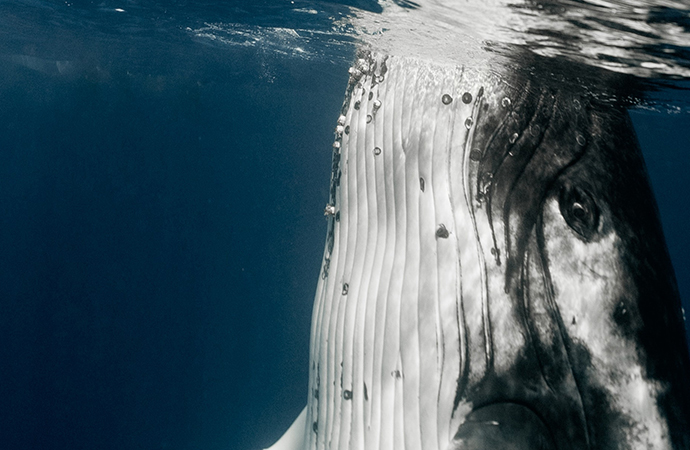 Pour sauver les baleines, levez les yeux vers le ciel