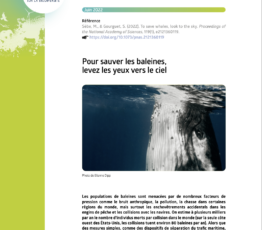 Pour sauver les baleines, levez les yeux vers le ciel