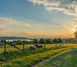 Taxation of Agricultural Land in Europe: A Comparative Approach