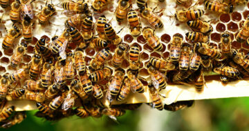 Considérations juridiques sur les nouvelles relations entre l’Homme et l’abeille