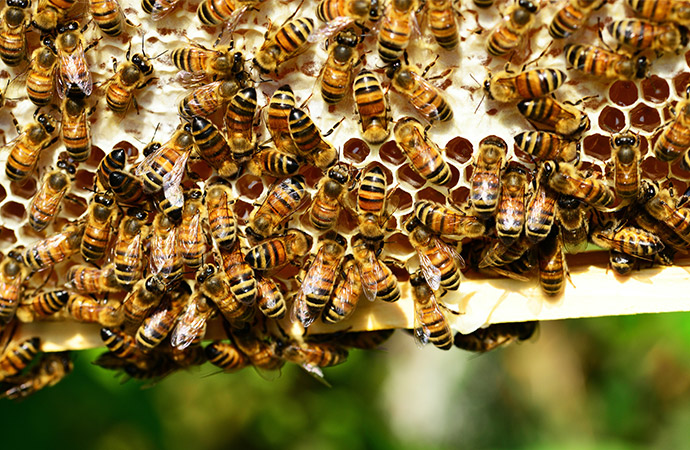 Considérations juridiques sur les nouvelles relations entre l’Homme et l’abeille