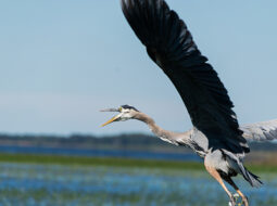 La biodiversité : concepts, tendances, menaces et perspectives