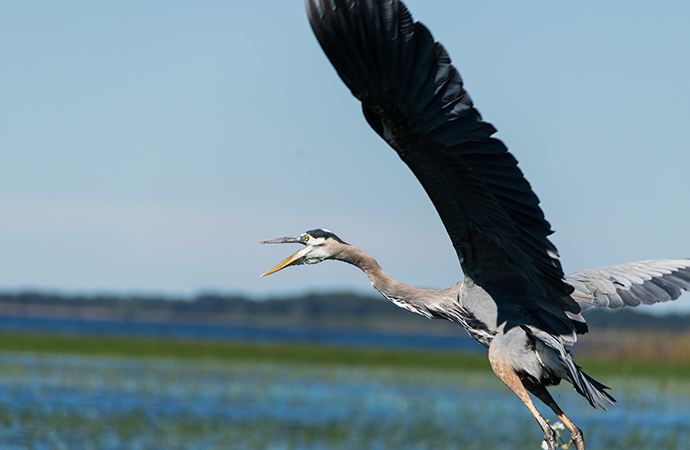 La biodiversité : concepts, tendances, menaces et perspectives