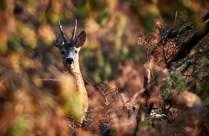 Conservation de la biodiversité dans les territoires : appréhender les dynamiques