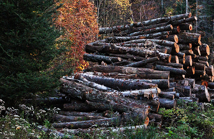 Utilisation durable des espèces sauvages – Les principaux messages de l’évaluation Ipbes