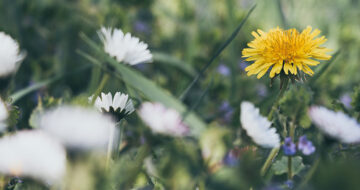[actualité] Événement de lancement du programme de recherche scientifique sur les certificats de biodiversité