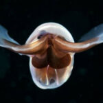 Sea butterfly (Limacina helicina). Credit: Alexander Semenov / Science Photo Library.