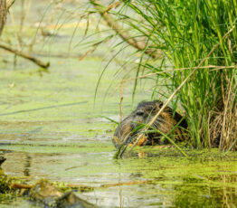 Rapport IUCN : conflits et coexistence entre humains et faune sauvage avec Juliette Young