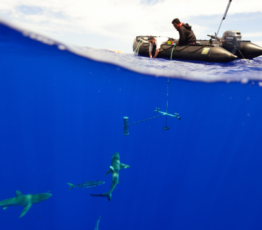 [Aires marines protégées] Une vaste étude sur la taille des poissons pour mieux comprendre l’impact des activités humaines et la pertinence des AMP