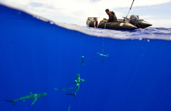 [Aires marines protégées] Une vaste étude sur la taille des poissons pour mieux comprendre l’impact des activités humaines et la pertinence des AMP