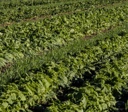 Cultiver la biodiversité pour récolter des denrées alimentaires, la sécurité alimentaire et la durabilité