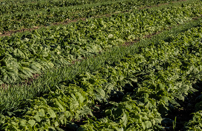 Cultiver la biodiversité pour récolter des denrées alimentaires, la sécurité alimentaire et la durabilité