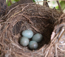 NEST(s) 2050