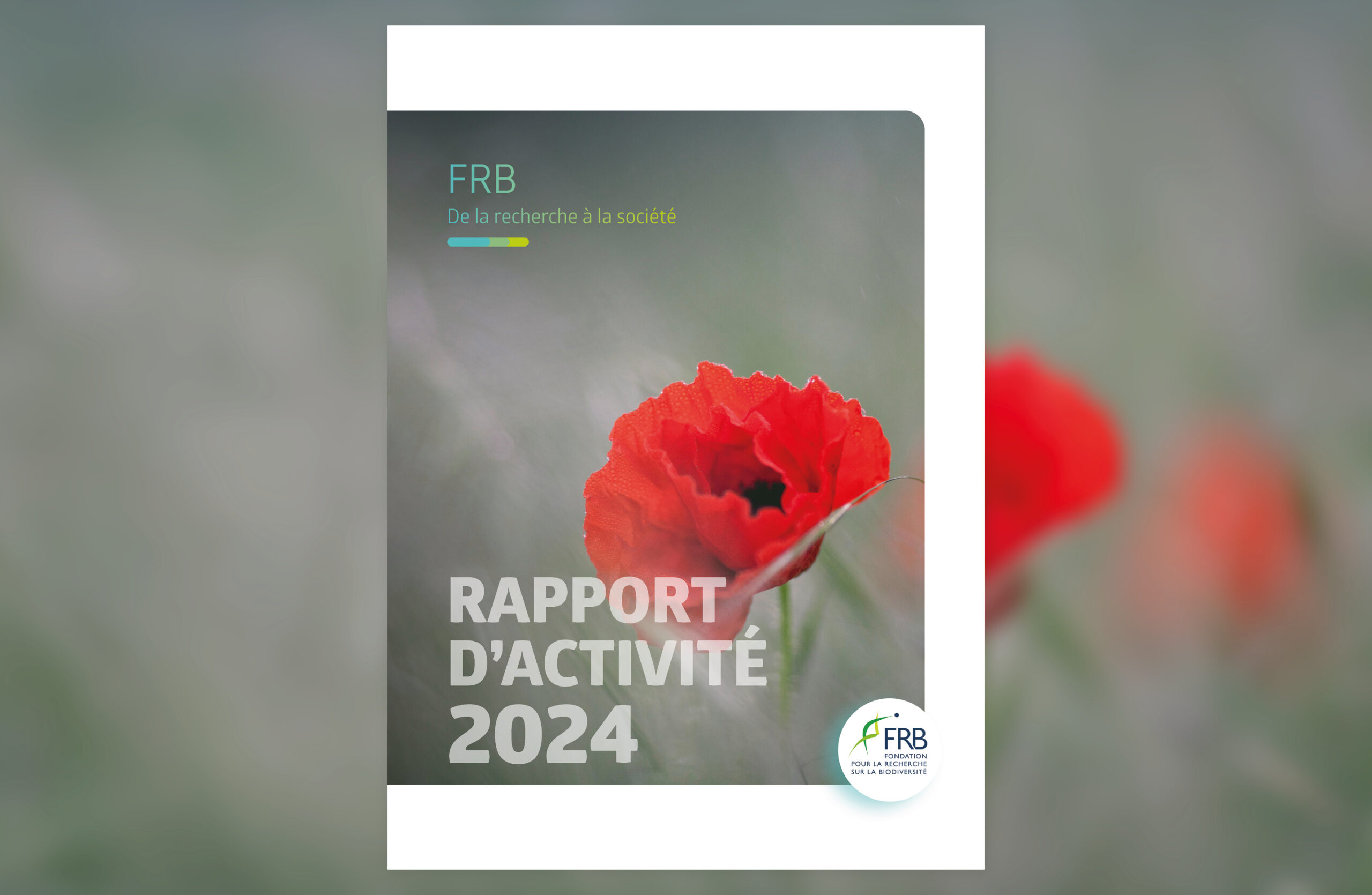 Rapports d’activité de la FRB