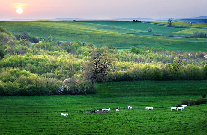 Quelles sont les externalités négatives dues à l’impact des activités agricoles et de pêche sur la biodiversité et les services écosytémiques