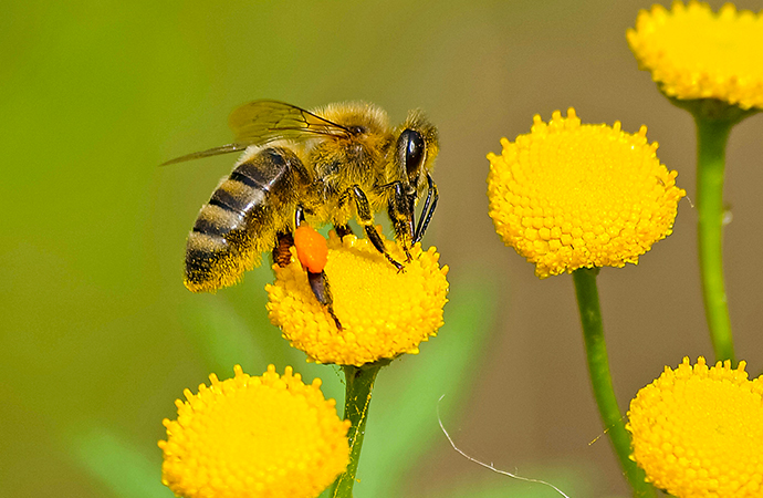 [Appel à projets – FRB / OFB-ONB] Nouveaux indicateurs pour l’Observatoire national de la biodiversité (ONB)