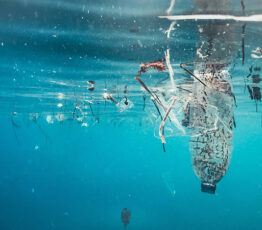 The microbiological risk of plastics in the ocean