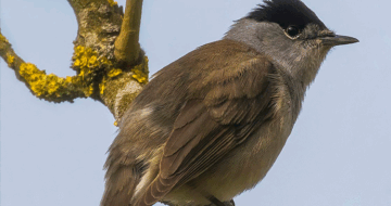 [Revue de presse] Un retour timide mais réel des oiseaux insectivores dans nos campagnes depuis l’arrêt des néonicotinoïdes en France