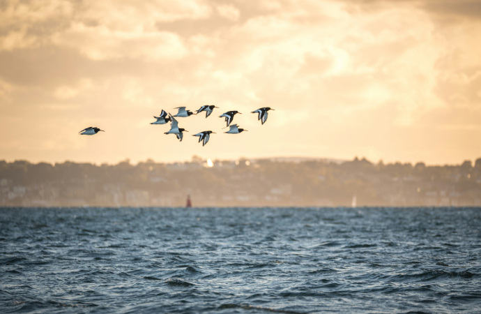 [Appel à candidatures] Nouvelle mandature du Comité scientifique du Cesab de la FRB