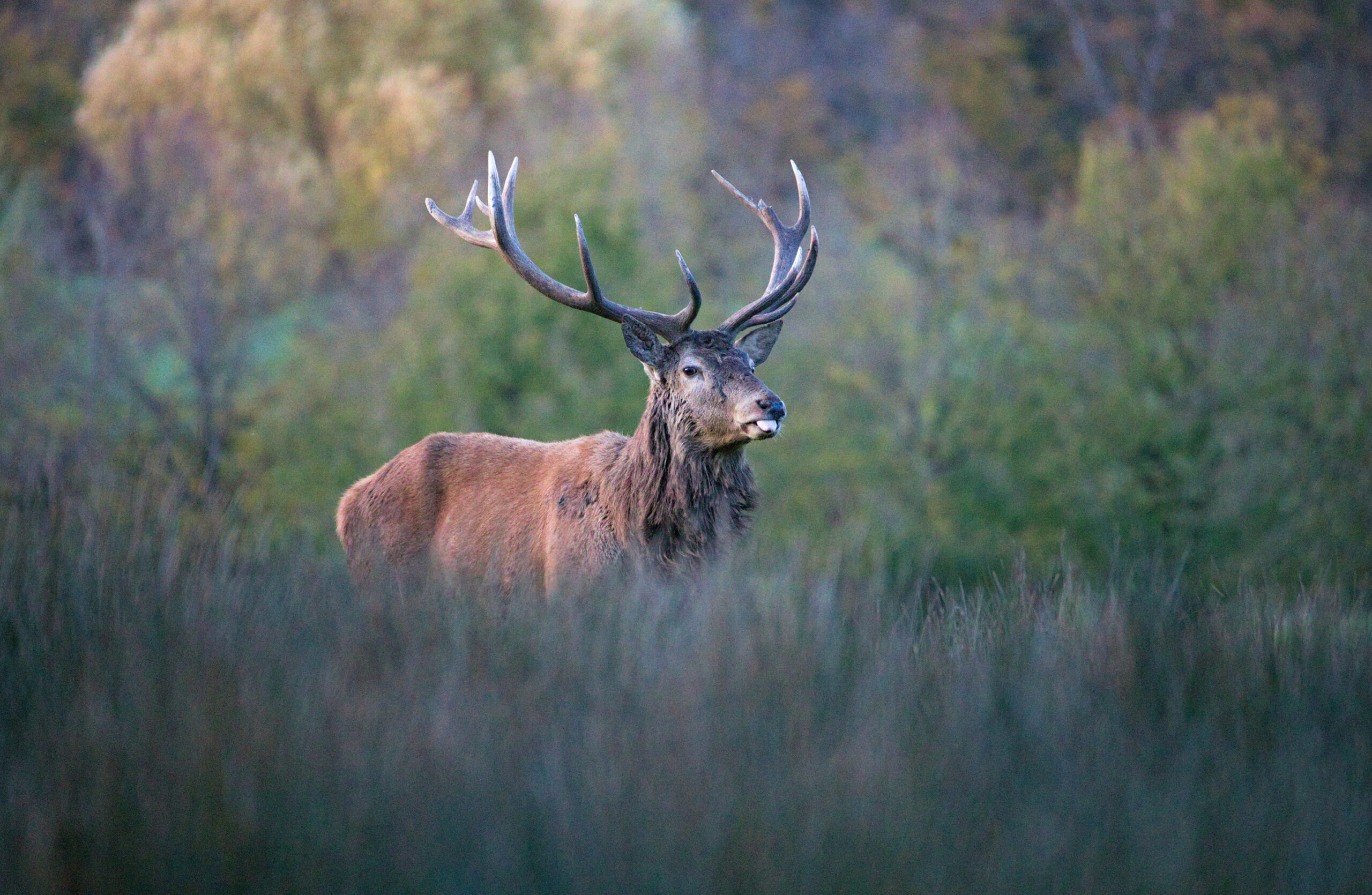 Les ongulés sauvages au cœur des enjeux écologiques et sociétaux