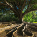 Biodiversité : la grande bataille économique et financière se joue aussi dans les chaînes de valeur