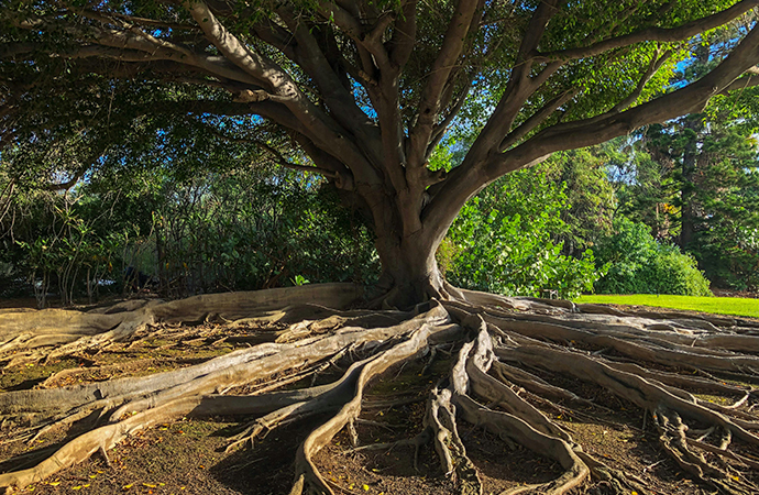 Biodiversité : la grande bataille économique et financière se joue aussi dans les chaînes de valeur
