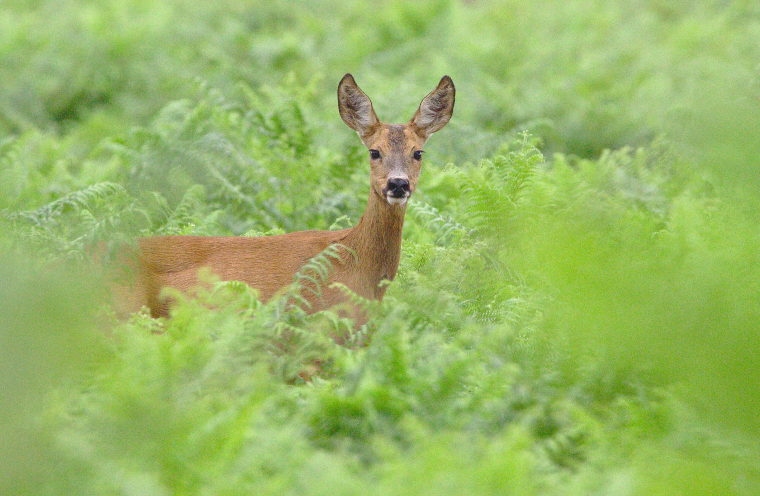 Le charme discret des ongulés sauvages : 3 fiches à découvrir !