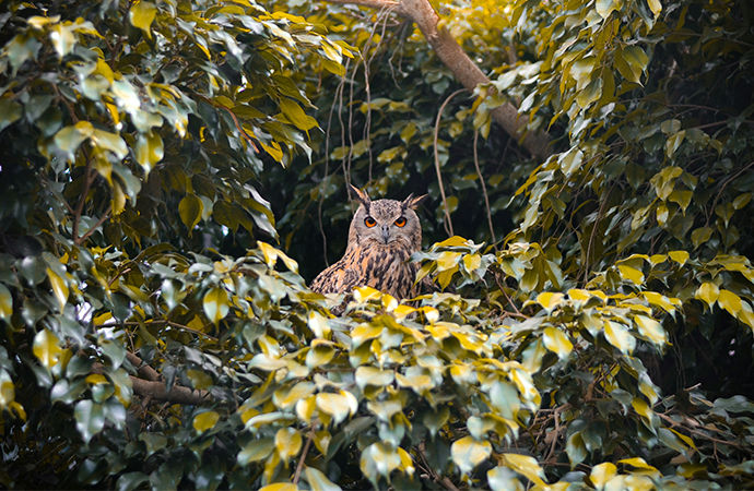 Les suivis de la biodiversité,  des instruments stratégiques des entreprises