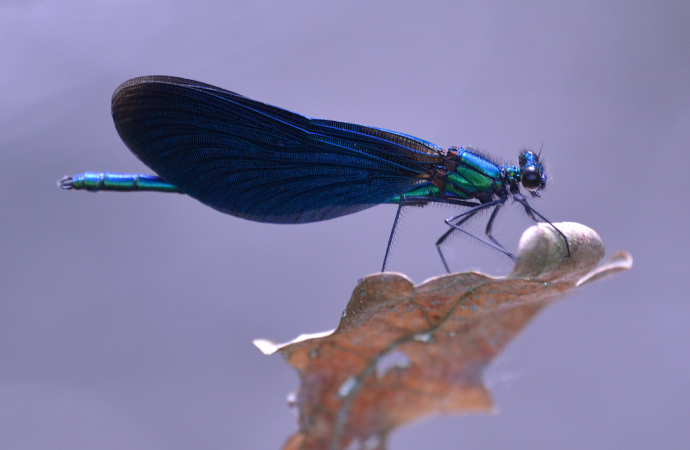 Investigating wetlands: what dragonflies tell us
