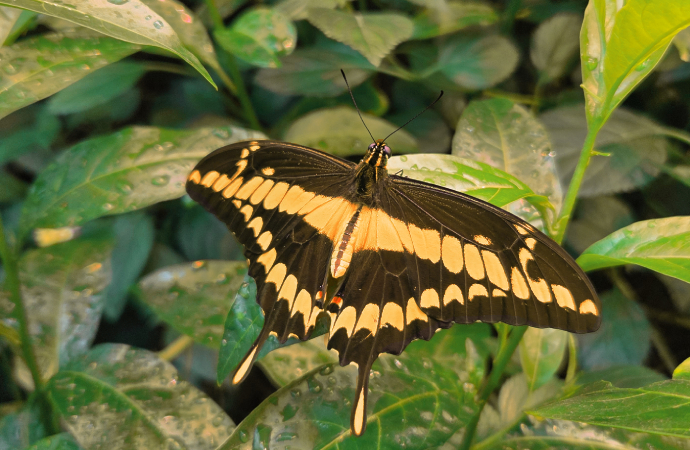 Changement climatique et biodiversité : les espèces migrent jusqu’à 4 fois plus vite que ne le prévoient les modèles climatiques
