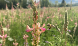 La biodiversité au service du langage chimique des plantes