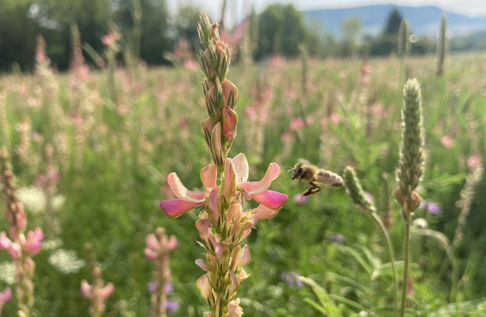 La biodiversité au service du langage chimique des plantes
