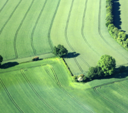 Néonicotinoïdes : chronique d’une régulation à contre-courant