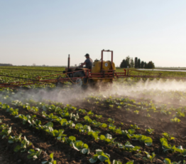 Imidaclopride : décrypter l’impact des pesticides sur le vivant